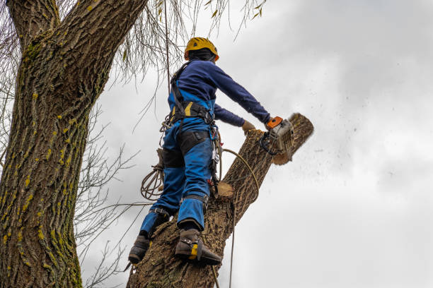 Best Tree Trimming and Pruning  in Veazie, ME